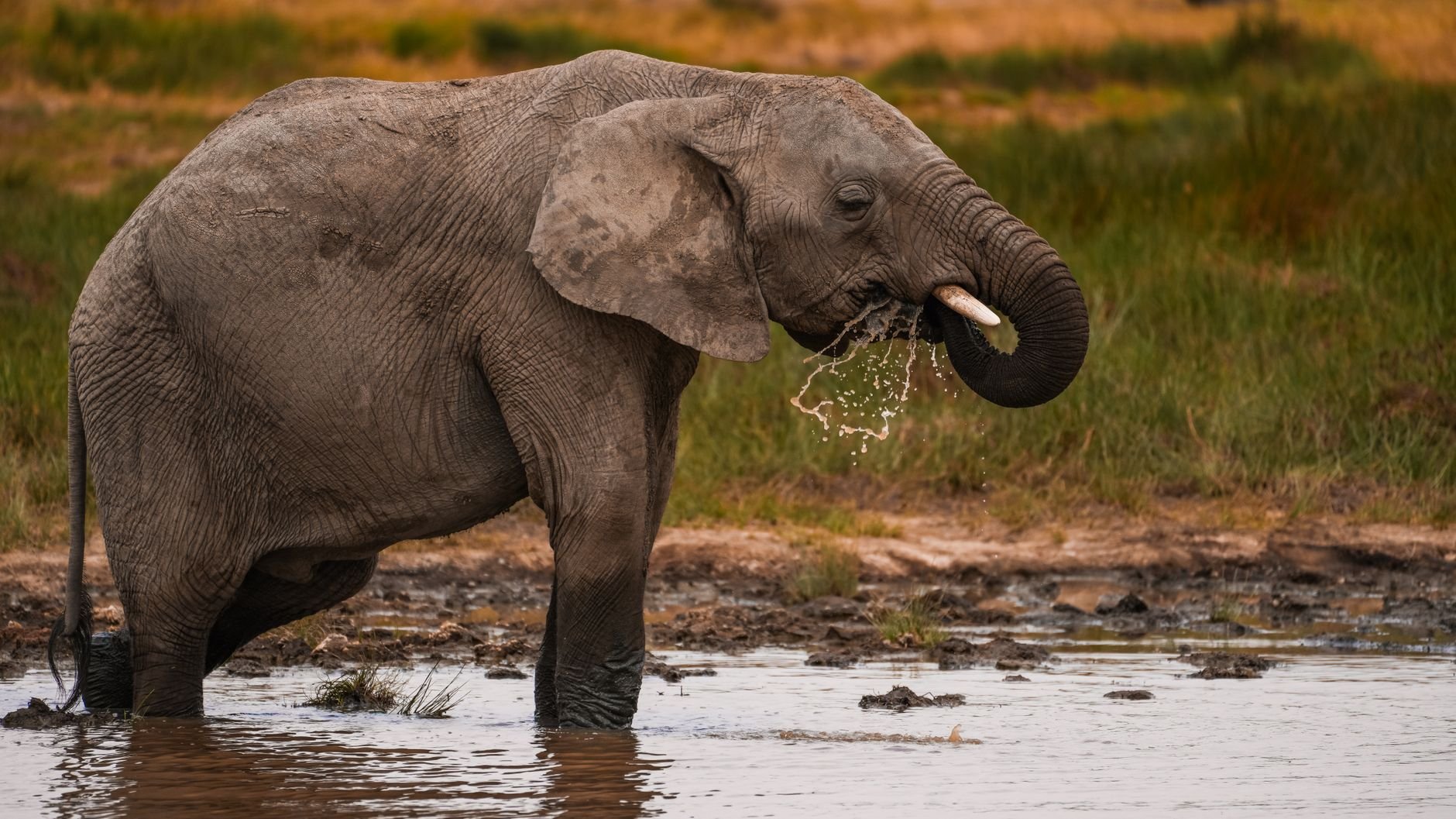 A majestic African elephant drinks water from a muddy waterhole in Tanzania's wilderness