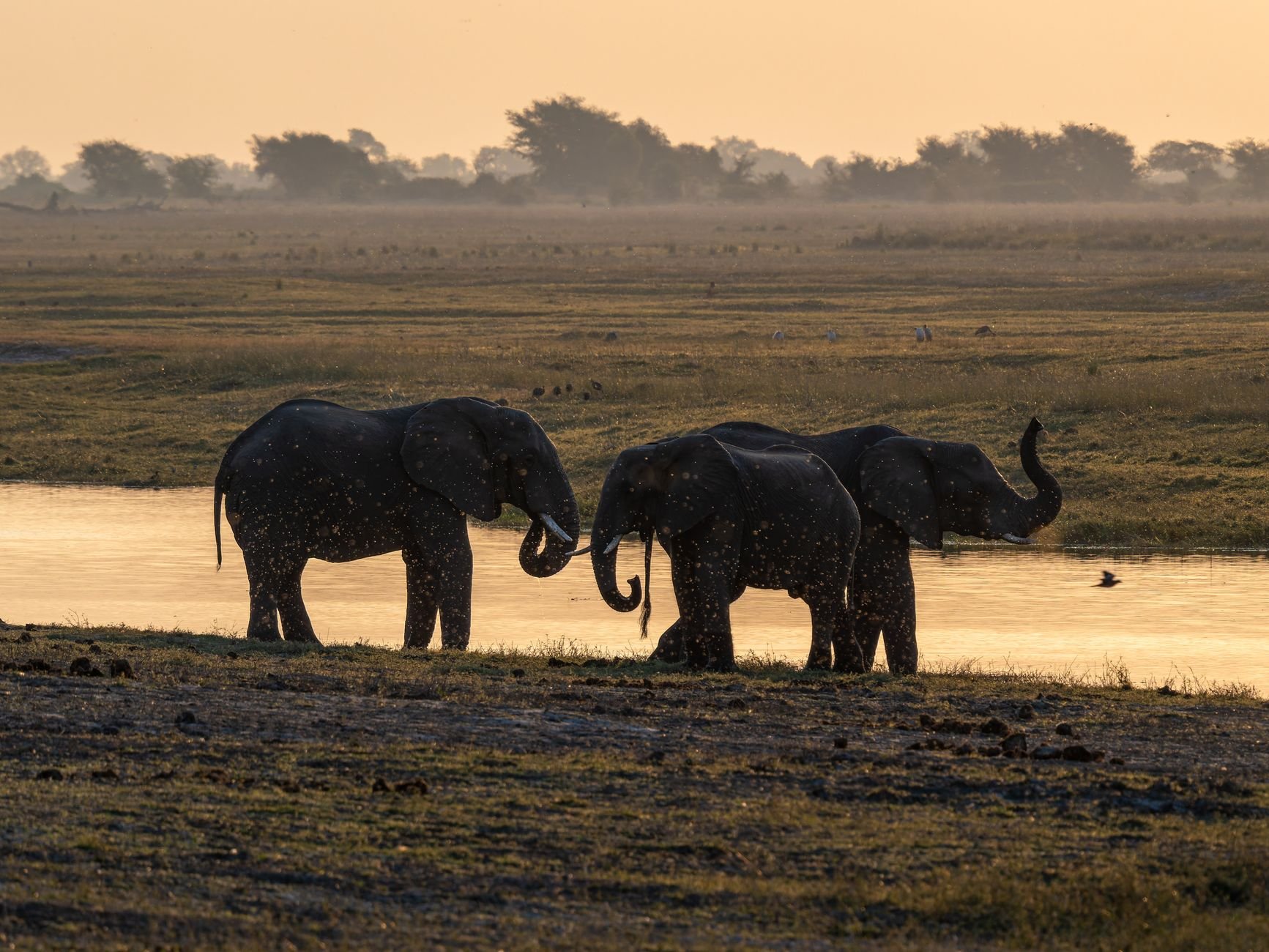 Three elephants silhouetted against a sunset by a river in the African savanna